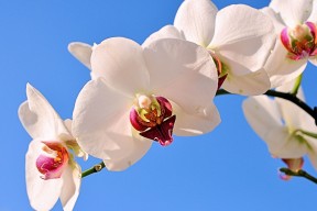 开云网址入口-《最热游戏类别：射击、策略、MOBA哪个更具潜力？》，射击类游戏和moba游戏