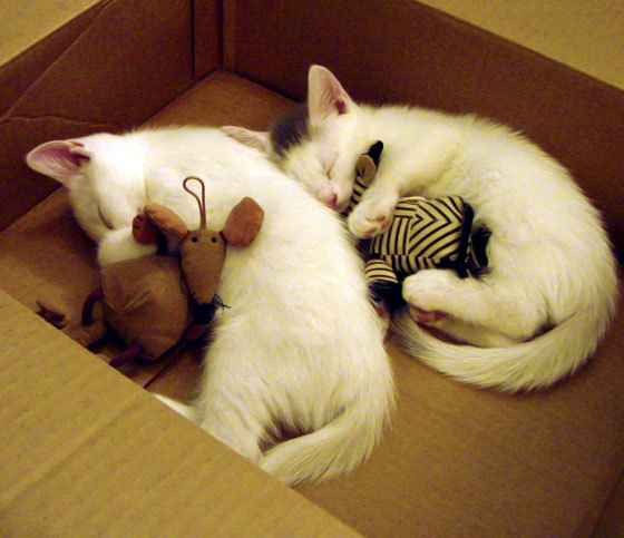 _勇士队外线手感火热，点燃赛场_，勇士的队