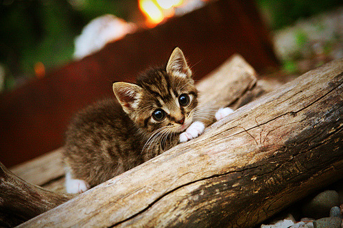 _勇士队开始科班出身，战术日趋成熟_，勇士队出场介绍