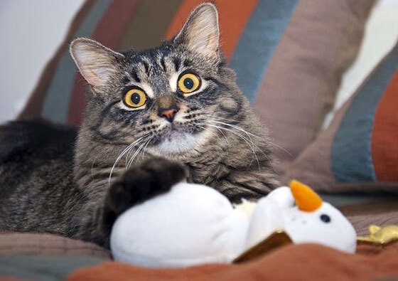 “德甲天王战不断，领跑队伍状态火热”，德甲所有队伍