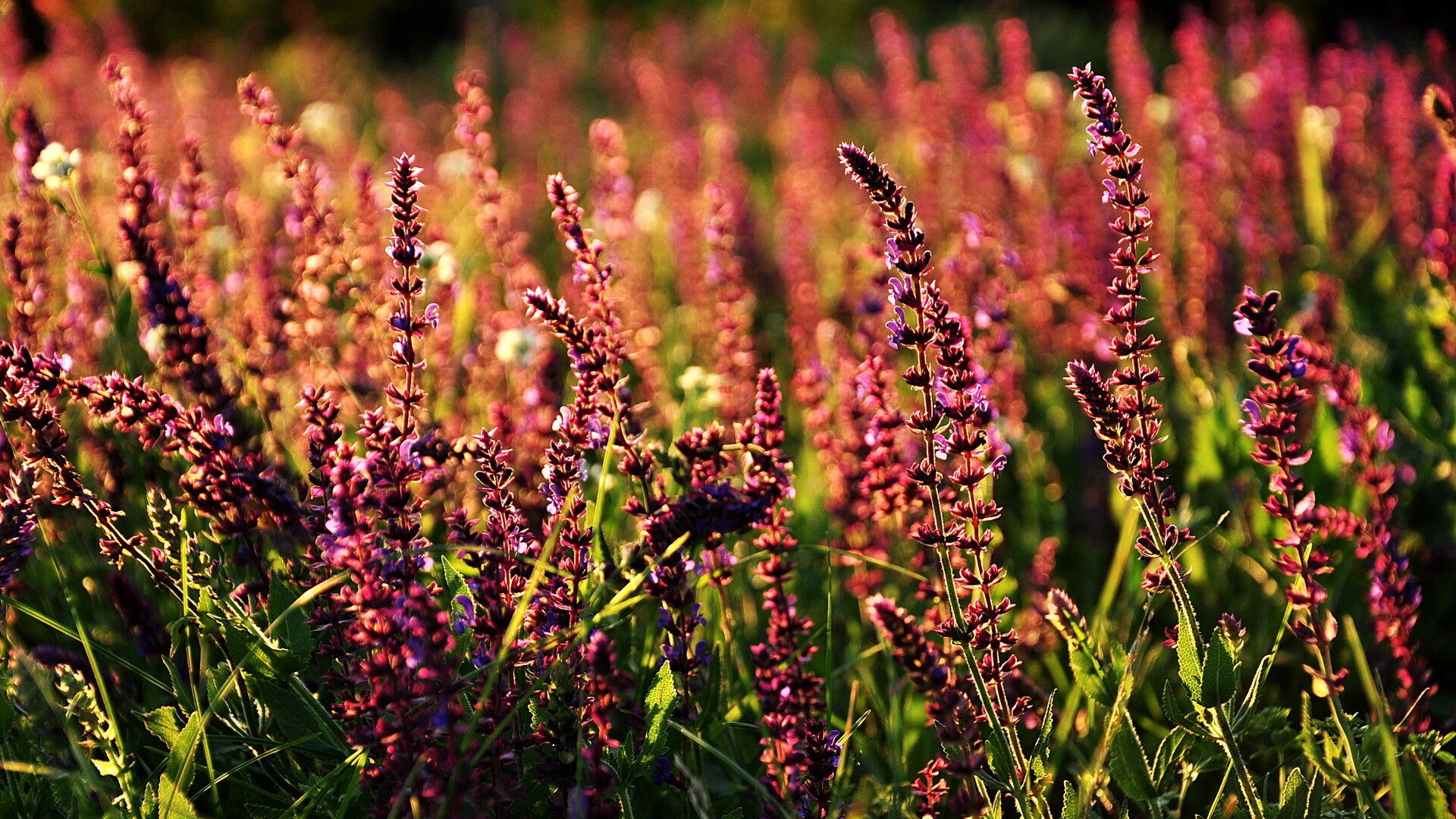 关键先生！保罗绝杀带来终极战役，保罗出战